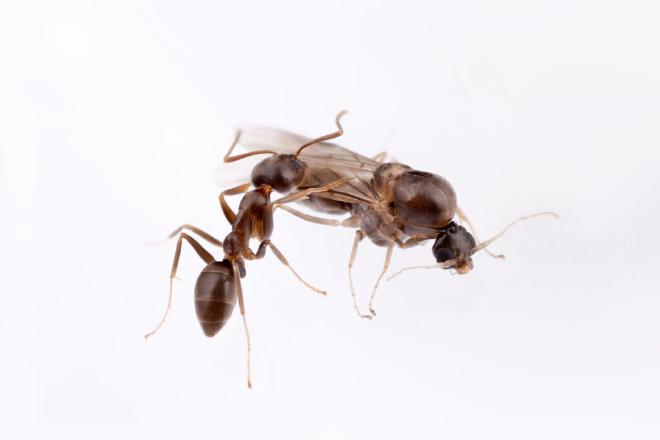 Una hormiga obrera argentina hembra (izquierda) y una hormiga argentina macho (derecha). Crédito ©: Hugo Darras & Qiaowei Pan. CC BY-NC-ND