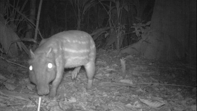 Las pacas tienen fobia a la luna y son menos activas cuando hay más luz lunar. Foto tomada con una cámara de vida silvestre. Crédito de la imagen: TEAM - Tropical Ecology Assessment and Monitoring Network