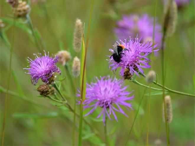 Red-tailed bumblebee (Bombus lapidarius) on flowering meadow knapweed. Credit: Lisa Prudnikow