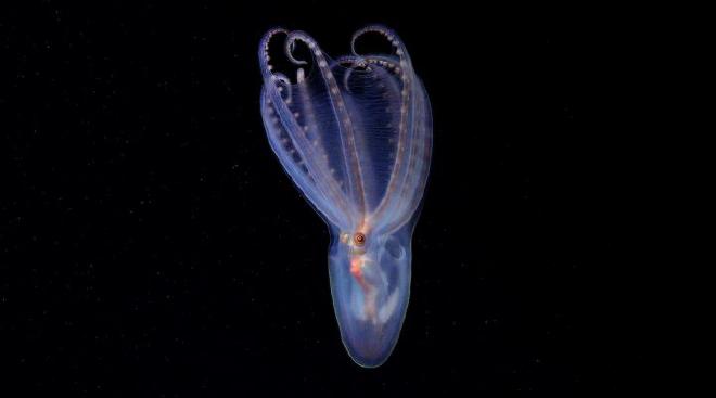 Un asombroso pulpo telescopio (Amphitretus sp.) documentado a 888 metros de profundidad en el cañón de Mar del Plata. Créditos: ROV SuBastian / Schmidt Ocean Institute.