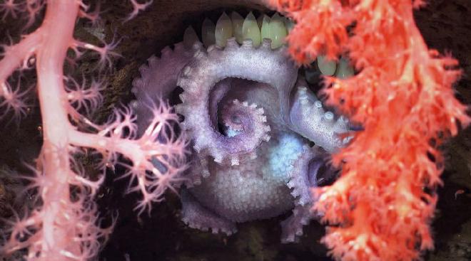 Una hembra de pulpo incubando huevos detrás de un coral para protegerlos. Créditos: ROV SuBastian / Schmidt Ocean Institute.