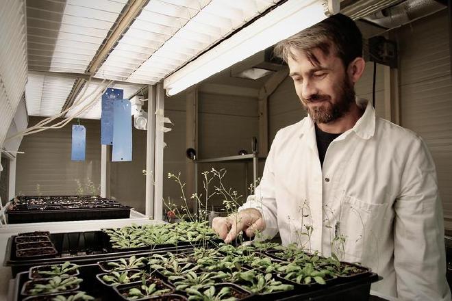 El investigador en biología, Olivier Van Aken frente a una bandeja con ejemplares de Arabidopsis thaliana. Crédito de la imagen: Johan Joelsson