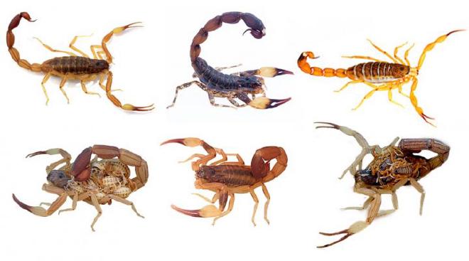 CONICET specialists conducted the first regional study in southern South America on the expansion of scorpions of the genus Tityus, which are of public health importance