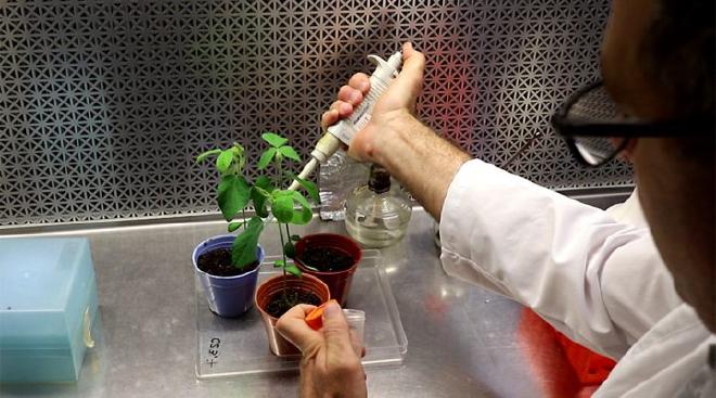 Nicolás Ayub trabaja en la evaluación de los biofertilizantes editados. Crédito: Nicolás Ayub
