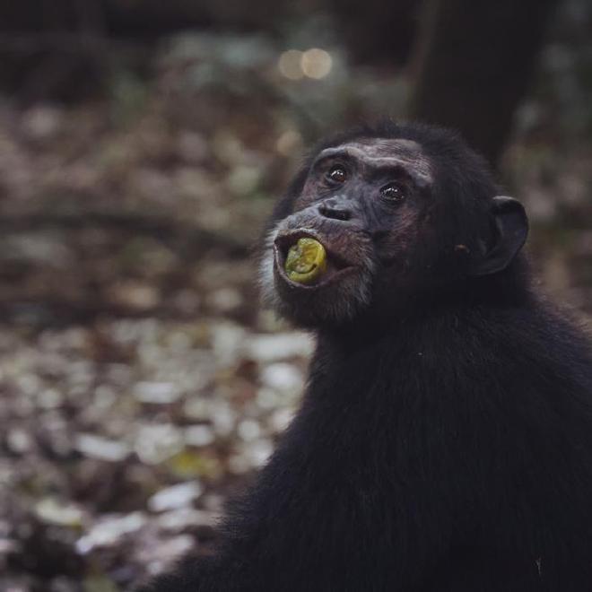 The researchers studied how common their new behavior classification of scrumping is and found that African apes “scrump” on a regular basis. Chimpanzees consume about 10 pounds of fruit each day, suggesting they ingest a non-trivial amount of alcohol and that chronic low-level exposure to ethanol may be a significant component of chimpanzee life. Image credit: Catherine Hobaiter/University of St Andrews