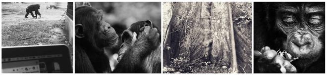 Imágenes de Wild Minds Lab. Chimpancés… nuestros ancestros… quizá nuestros descendientes en la antigüedad. Encuentren dónde está la profesora Catherine -Cat- Hobaiter. ¡Qué pequeños somos los humanos! Crédito de la imagen: Wild Minds Lab