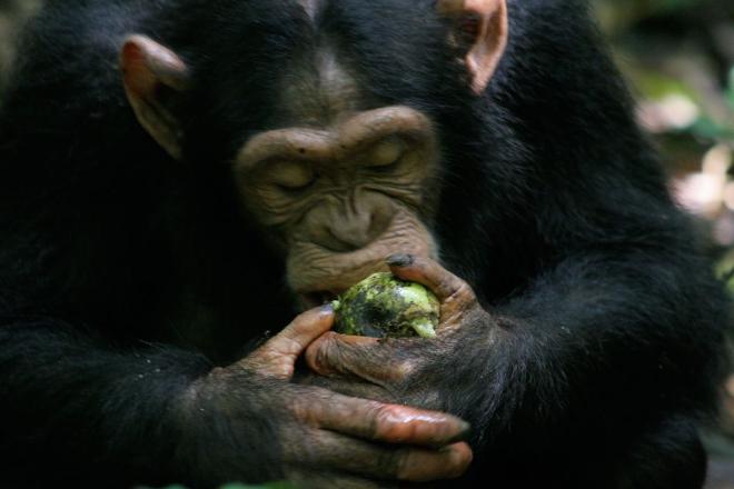 Los autores de un nuevo artículo científico acuñaron el término “scrumping” para describir la afición de los simios por comer fruta que encuentran en el suelo. Crédito de la imagen: Catherine -Cat- Hobaiter/Universidad de St Andrews