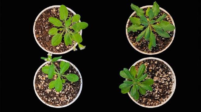 The study revealed that the PRMT5 protein acts as an “orchestra conductor” at a key stage of gene expression in plants and humans. Credit: Courtesy of the researchers