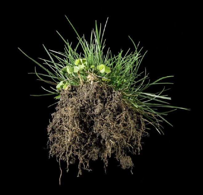 Plant roots hold a hidden climate potential. With a new DNA technology, researchers can now see how much biomass and carbon lies underground—without digging up the field. Image credit: colourbox.com