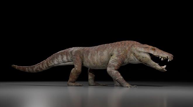 Kostensuchus atrox reconstruction carried out by Gabriel Díaz Yanten. Photo: courtesy of researchers