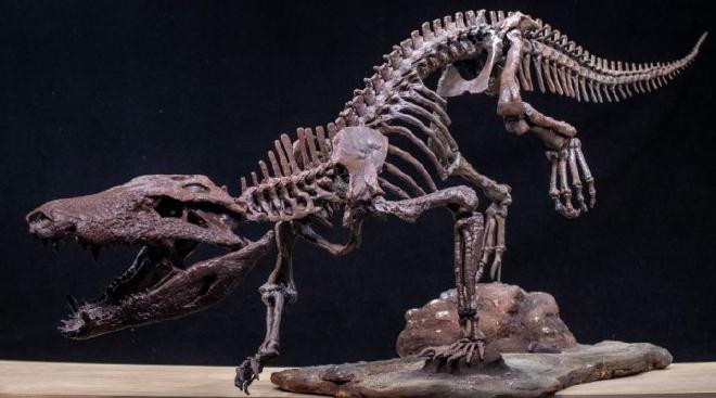 Kostensuchus Skeleton. Image credit: José Brusco