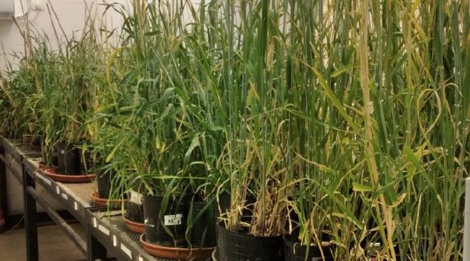 T2 generation plants, both wild type (unmodified) and transgenic, in a growth chamber. Photo: courtesy of researchers