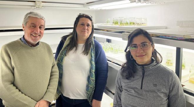 Hugo Permingeat, María Victoria Busi, and Rosario Gómez Ibarra, in the in vitro culture chamber, where the explants are prepared for genetic transformation. Images: courtesy of the researchers