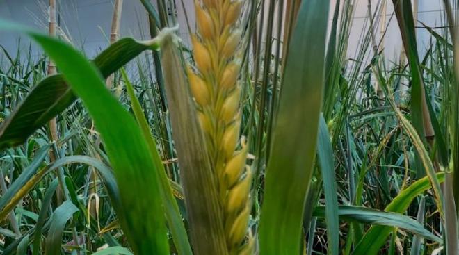Detail of a spike of a transgenic plant growing inside the growth chamber. Images: courtesy of the researchers