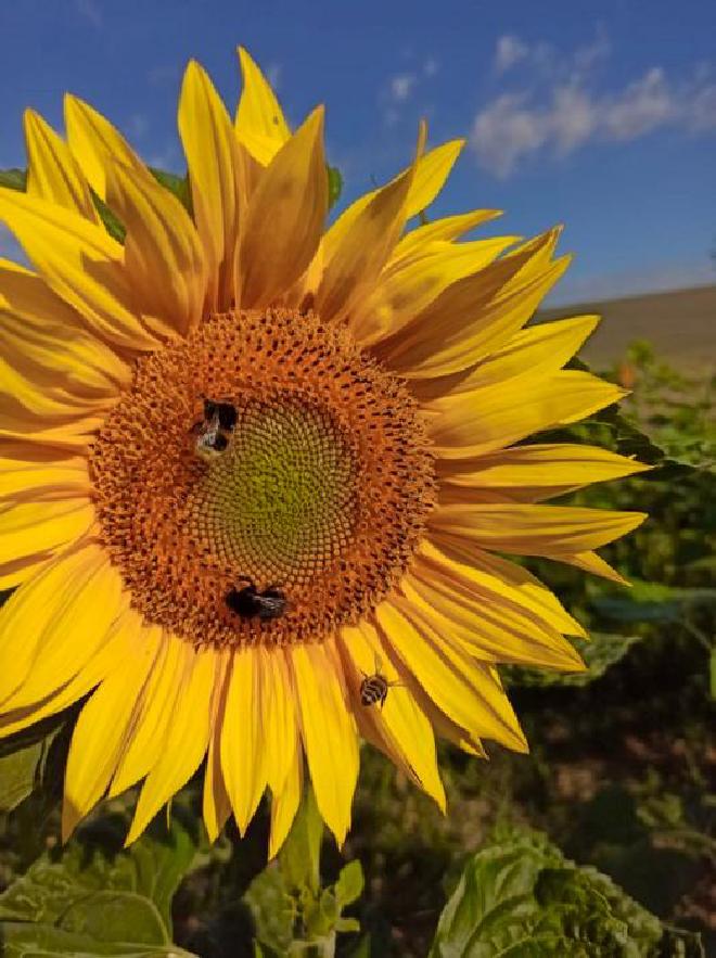 An earth bumblebee, a stone bumblebee and a honeybee in one of the sunflower fields investigated as part of the study. Image credit: Valentina Vey