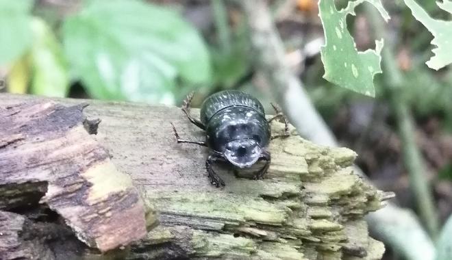 In Chaco Seco, the results revealed that the presence of beetles tripled the phosphorus content. Image credit: Andrés Gómez-Cifuentes & Andrés Zurita