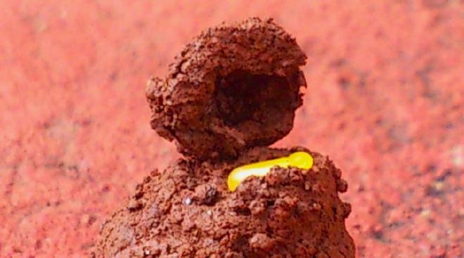 Studies on these insects could increase knowledge of their ecological functions and their role in the livestock production sector. Image credit: Andrés Gómez-Cifuentes & Andrés Zurita