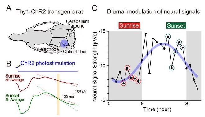 Registro de los ritmos diarios de las señales neuronales corticales. (A) En ratas Thy1-ChR2, se activaron optogenéticamente las neuronas corticales y se registraron los potenciales de campo local (PCL) en la corteza visual. (B) La pendiente de la tercera fase negativa del PCL fue mayor al atardecer que al amanecer, lo que indica respuestas más intensas durante la tarde. (C) Las señales promediadas durante tres días mostraron un patrón sinusoidal de aproximadamente 24 horas sincronizado con el ciclo luz-oscuridad. Crédito y copyright de la imagen: Yuki Donen, Yoko Ikoma, Ko Matsui