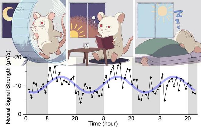 Las ratas nocturnas son activas durante la noche y acumulan fatiga hacia el amanecer. Mediante la estimulación optogenética de neuronas corticales y el registro simultáneo del potencial de campo local (LFP), el estudio reveló que las respuestas neuronales eran más débiles antes del amanecer y más fuertes antes del atardecer, lo que indica un ritmo de aproximadamente 24 horas en la actividad cortical. Crédito y copyright de la imagen: Yuki Donen, Yoko Ikoma, Ko Matsui