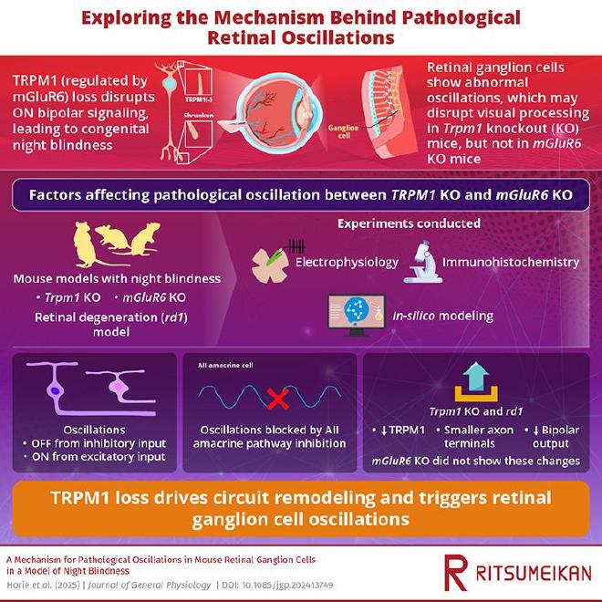 Loss of the TRPM1 ion channel in retinal ON bipolar cells disrupts communication with AII amacrine cells, causing anti-phase oscillations in retinal ganglion cells and structural remodeling of rod bipolar cell terminals. Computational modeling confirms that these changes are sufficient to trigger rhythmic retinal activity, a mechanism shared with degenerative diseases like retinitis pigmentosa. Image credit: Prof. Chieko Koike, Ritsumeikan University, Japan