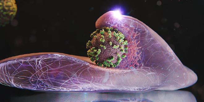 Las células ayudan activamente a capturar e incorporar los virus de la gripe. Aquí se muestra una célula con un virus en el centro de la imagen. (Ilustración: Emma Hyde / ETH Zúrich)