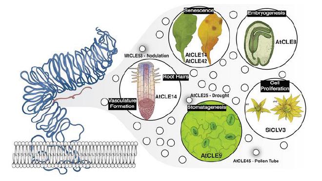 This graphic illustrates some of the many biological processes in which CLE peptides are involved. Image credit: Lippman lab/CSHL