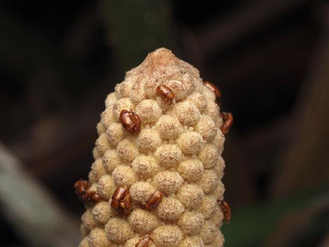 Beetles of the species Rhopalotria furfuracea on a male cone of the cycad Zamia furfuracea. Image credit: Photo by Michael Calonje