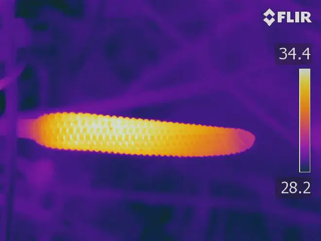 Thermal image of a male cone of the cycad Zamia furfuracea during pollen release. Image credit: Photo by Wendy Valencia-Montoya
