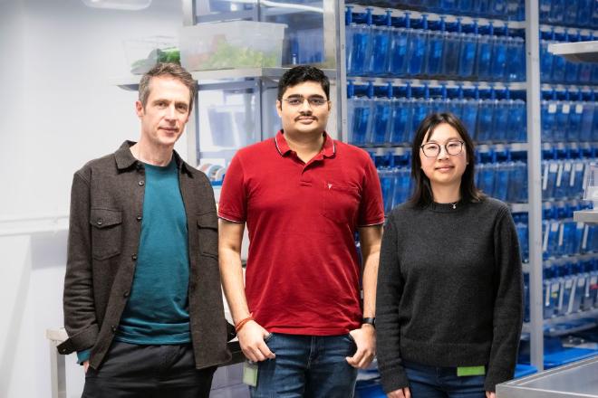 El equipo involucrado en la investigación. Carl-Philipp Heisenberg, Nikhil Mishra y Yuting Irene Li, de la ISTA (de izquierda a derecha). No aparece en la foto: Edouard Hannezo. Crédito y copyright de la imagen: ISTA