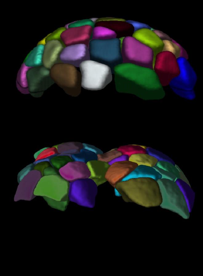 Representación del embrión. En la parte superior se muestra un embrión normal con un solo lóbulo, que consiste en un conjunto hemisférico de células (mostrado en diferentes colores). Las células cerca de la parte superior de este lóbulo suelen ser las más grandes, y es aquí donde comienzan las ondas mitóticas. Abajo se muestra un embrión bilobulado, resultado de un cigoto manipulado mecánicamente, que da lugar a dos lóbulos y, en consecuencia, a dos ondas mitóticas. Cuando Mishra observó esto por primera vez durante su investigación postdoctoral, lo consideró un momento revolucionario. Crédito y copyright de la imagen: Nikhil Mishra/ISTA