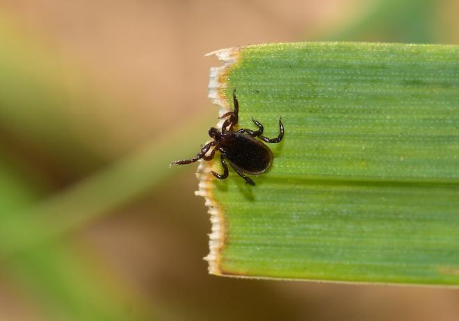 Some outdoor workers reported as many as 70 tick encounters over a 6-month period, according to new research led by Binghamton&rsquo;s Tick-borne Disease Center. Image Credit: Photo by Pablo Tapia Ossa via iNaturalist. Some rights reserved (CC-BY-NC)