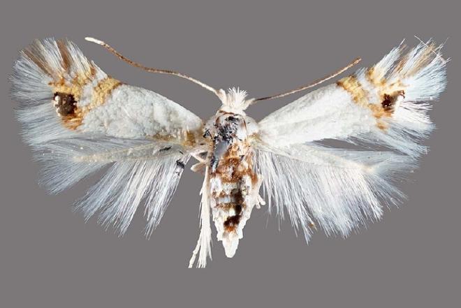 Poplar moth. Image credit: Todd Gilligan, Screening Aids, USDA APHIS PPQ, Bugwood.org