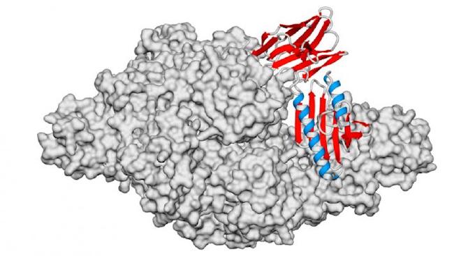 Interaction between frataxin (key protein in Friedreich&rsquo;s ataxia) and a nanoantibody (in red and blue) Image credit: María Florencia Pignataro, Juan A. Hermoso, Lorena Itatí Ibáñez, Javier Santos et al.