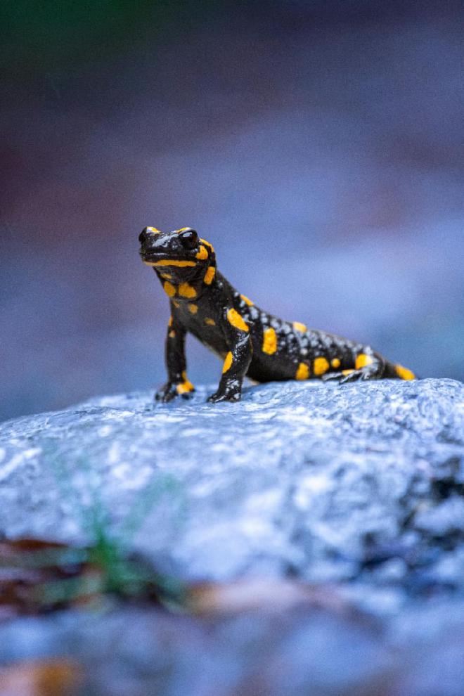 Imagen de Amel Uzunovic en Pexels