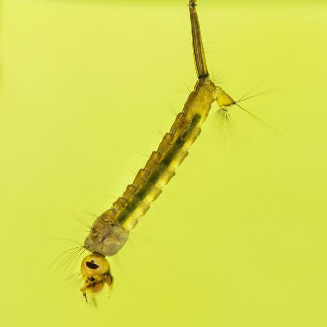 Mosquito larvae. Image credit: A. Lindström