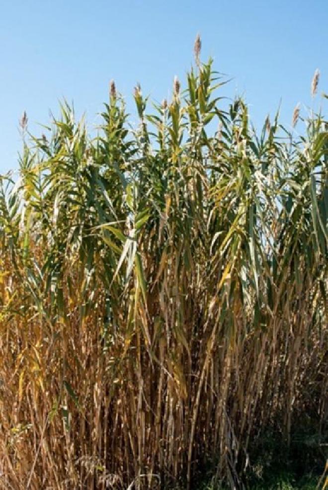 The giant reed, an exotic and invasive plant, is capable of altering the ecological balance in the natural environment. Image credit: Alberto Maceda-Veiga (University of Barcelona)