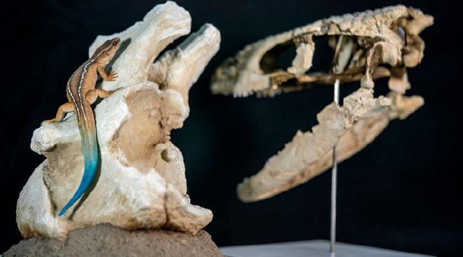 Reconstrucción en vida del Paleoteius, por el artista Lautaro Rodríguez Blanco.