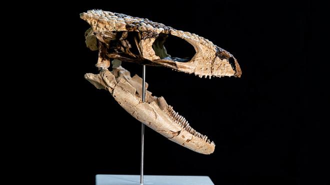 Reconstrucción del cráneo de Paleoteius por el técnico Santiago Miner