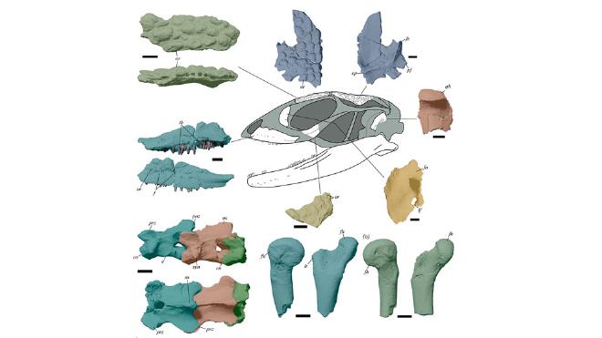 Restos de cráneo y parte del esqueleto de Paleoteius.