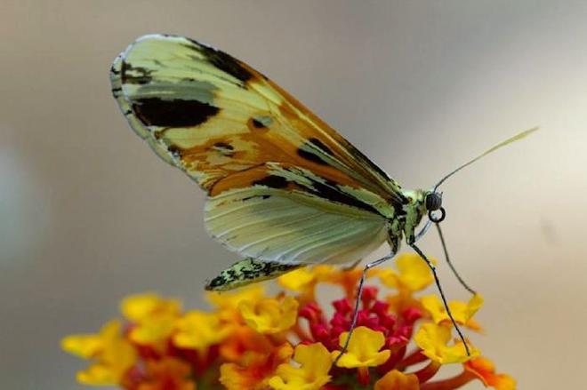 Lepidopteran species belonging to the neotropical &ldquo;Tiger&rdquo; mimicry ring. mage credit: University of York