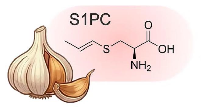 A joint research team with principal investigator Kiyoshi Yoshioka of the Research Institute on Productive Aging (IRPA)『 and the Central Research Institute of Yukinaga Pharmaceutical Co., Ltd. has found that &lsquo;S-1-propenyl-L-cysteine&rsquo; (abbreviated as S1PC) has been shown to support health and antagonize aging through interorgan communication called fatty brain muscle (hypothalamus). Image credit: Shin-ichiro Imai et al.