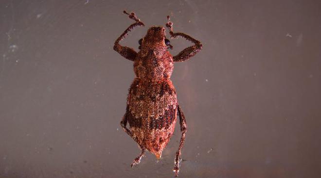 La investigación mostró que no basta con la presencia de ciertas bacterias en las hembras partenogenéticas de los gorgojos para que se reproduzcan, sino que ese necesaria una cierta densidad. Crédito de la imagen: gentileza investigadora