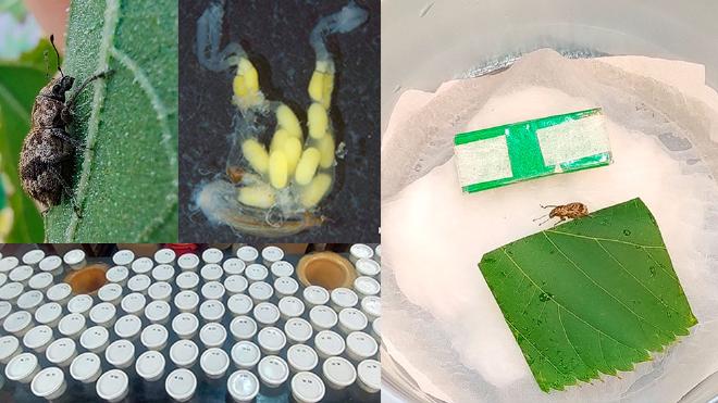 La investigación mostró que no basta con la presencia de ciertas bacterias en las hembras partenogenéticas de los gorgojos para que se reproduzcan, sino que ese necesaria una cierta densidad. Crédito de la imagen: gentileza investigadoras