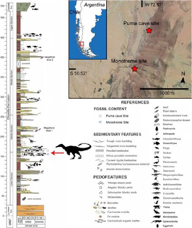 Map of the locality and the stratigraphic column (modified from Novas et al., Citation 2019; Moyano-Paz et al., Citation 2022)