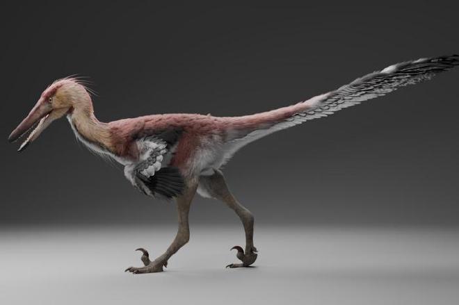 Una reconstrucción artística de Kank australis realizada por el artista Gabriel Díaz Yantén. Crédito de la imagen: Gabriel Díaz Yantén