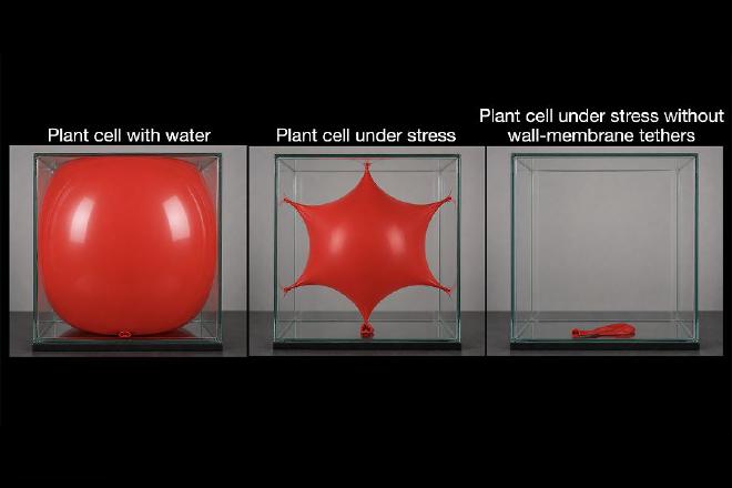 De izquierda a derecha: Célula de la planta con agua. Célula de la planta bajo estrés. Planta bajo estrés sin una pared de membrana que la sostenga. Crédito de la imagen: Yue Rui et al.