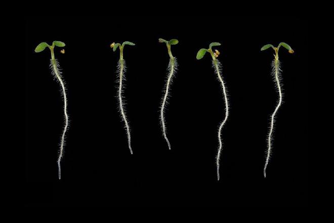Arabidopsis thaliana cultivada en el laboratorio de Dinneny. Crédito de la imagen: Yue Rui