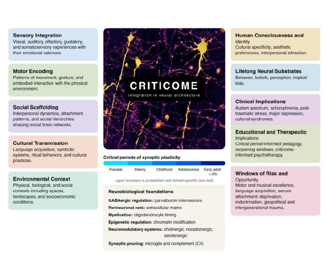 The criticome framework: Understanding the criticome. Five categories of experiential information (left: sensory integration, motor encoding, social scaffolding, cultural transmission, environmental context) become integrated into developing neural architecture during critical periods of synaptic plasticity, spanning prenatal development through approximately age 25. Image credit: Julio Licinio