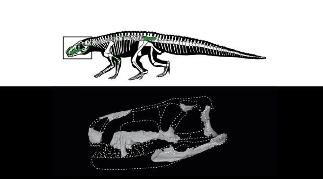 Reconstruction of the location of the skull and hip bones found. Photo: Cardillo et al..