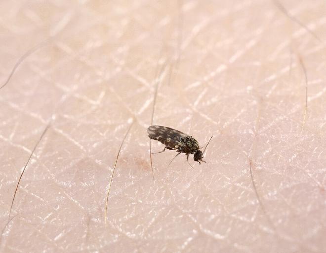 Los mosquitos picadores (comúnmente llamados jejenes) son un insecto molesto común en los entornos húmedos